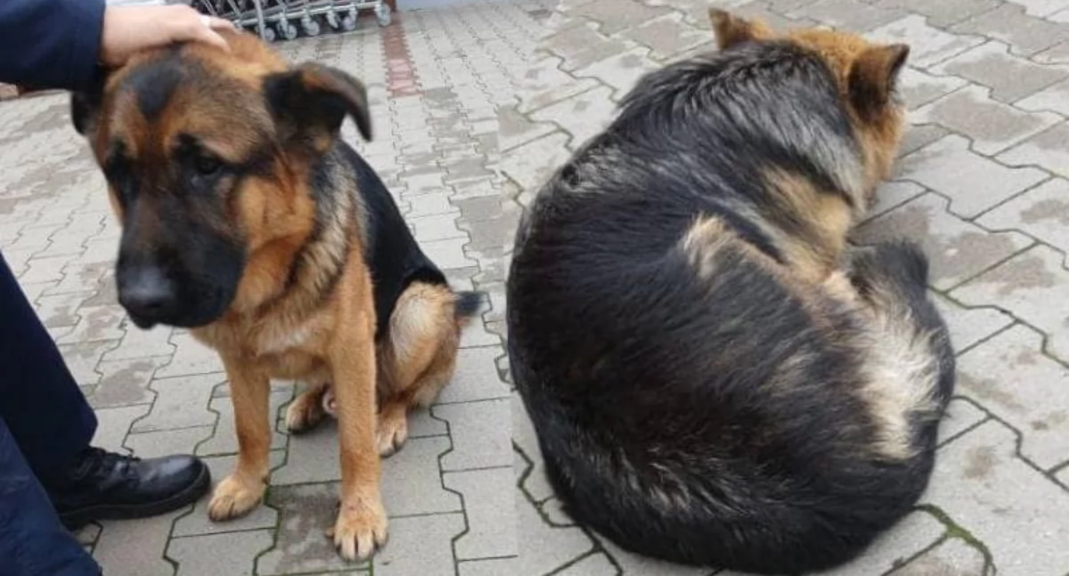 Komunikat Policji, Znaleziono młode owczarki - zdjęcie, fotografia
