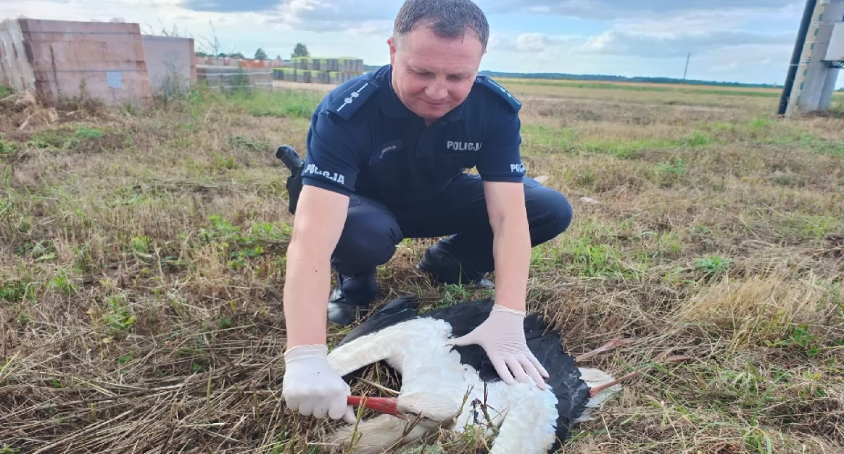 Atrakcje-Ciekawostki-Rekreacja, Policyjna interwencja Królikowie bocian uratowany porażeniu prądem - zdjęcie, fotografia