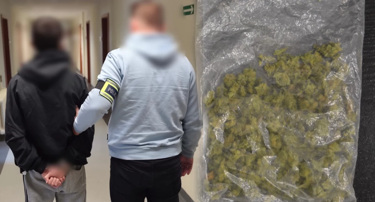 Kronika kryminalna, Policjanci Konina zatrzymali pięć osób narkotyki marihuaną - zdjęcie, fotografia