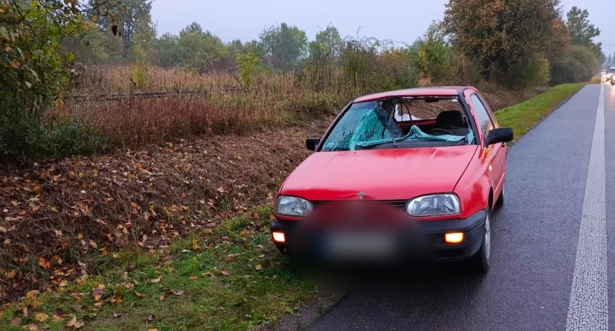 Wypadki drogowe, Zderzenie sarną drodze Kierowca trafił szpitala - zdjęcie, fotografia
