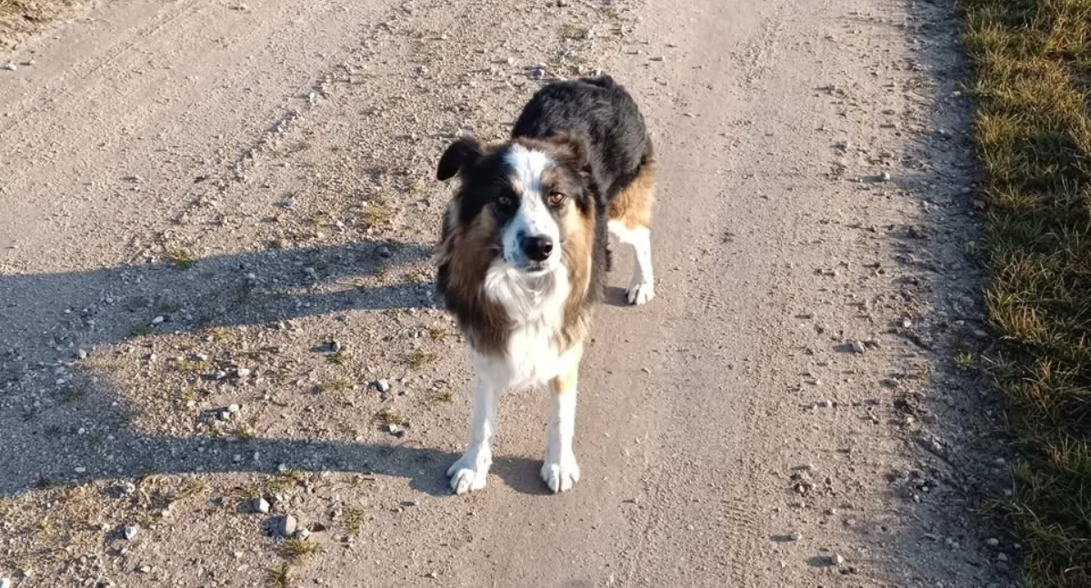 Atrakcje-Ciekawostki-Rekreacja, Znaleziono typie border collie okolice Wilczyna Budzisławia Kościelnego - zdjęcie, fotografia