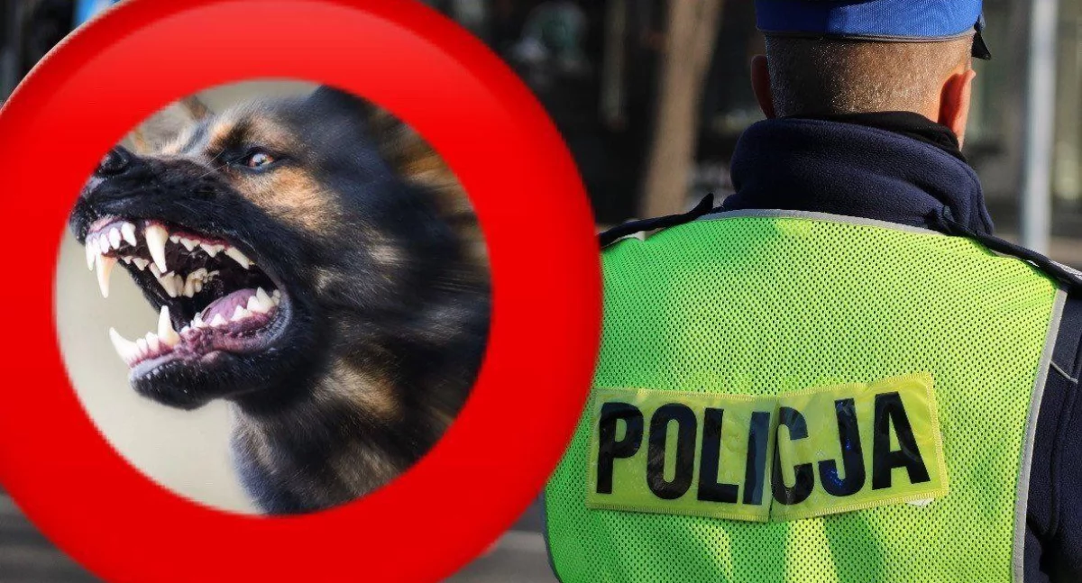 Komunikat Policji, Agresywne gminy Kramsk kontrolą - zdjęcie, fotografia