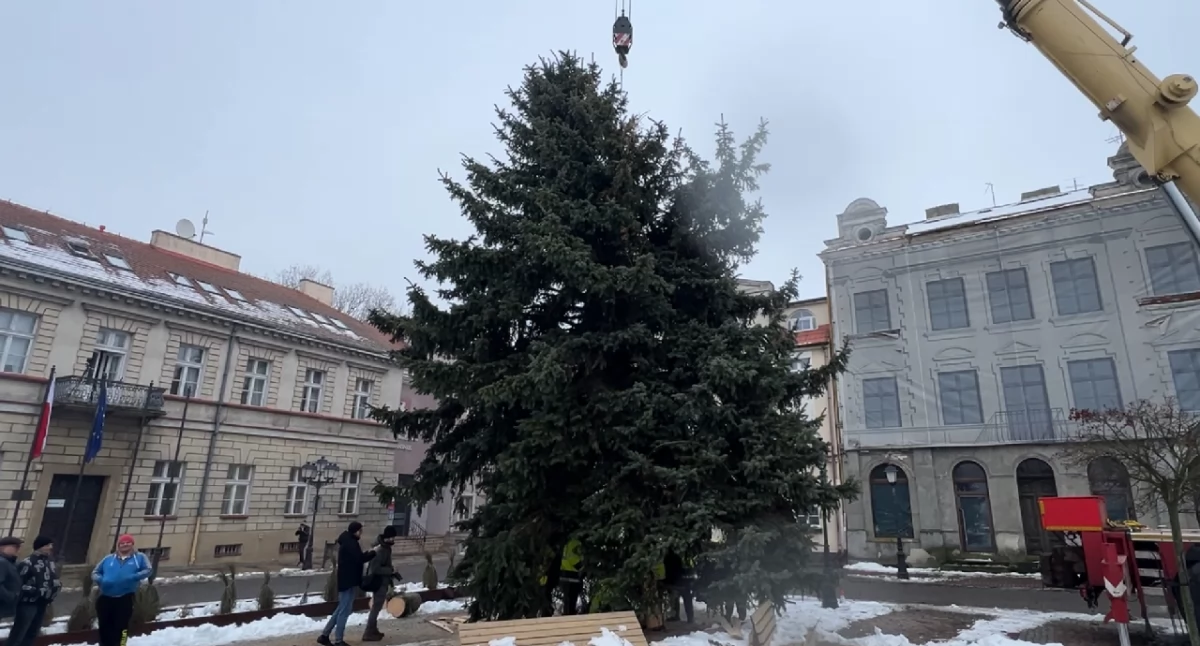 Atrakcje-Ciekawostki-Rekreacja, Choinka placu Wolności imponujący świerk ważący ponad przyjechał konińską starówkę - zdjęcie, fotografia
