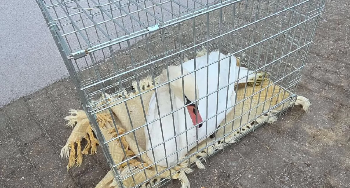 Atrakcje-Ciekawostki-Rekreacja, Akcja ratunkowa strażaków Jeziorem Licheńskim regionie Konina - zdjęcie, fotografia
