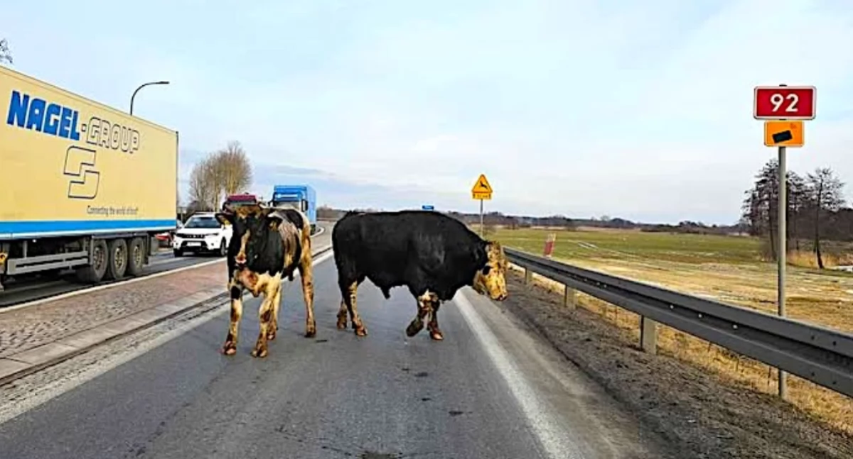 Atrakcje-Ciekawostki-Rekreacja, drodze Zjeździe Wodnik alarm kierowców regionie kolskim! - zdjęcie, fotografia