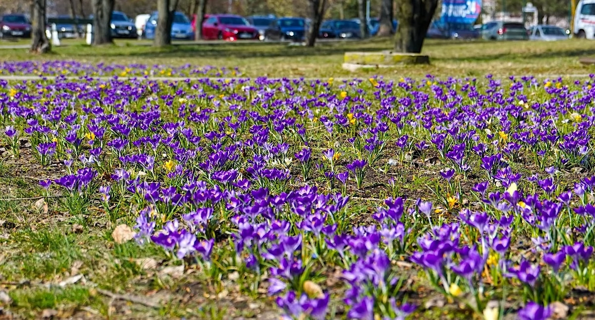 (fot.M. Jurgielewicz)