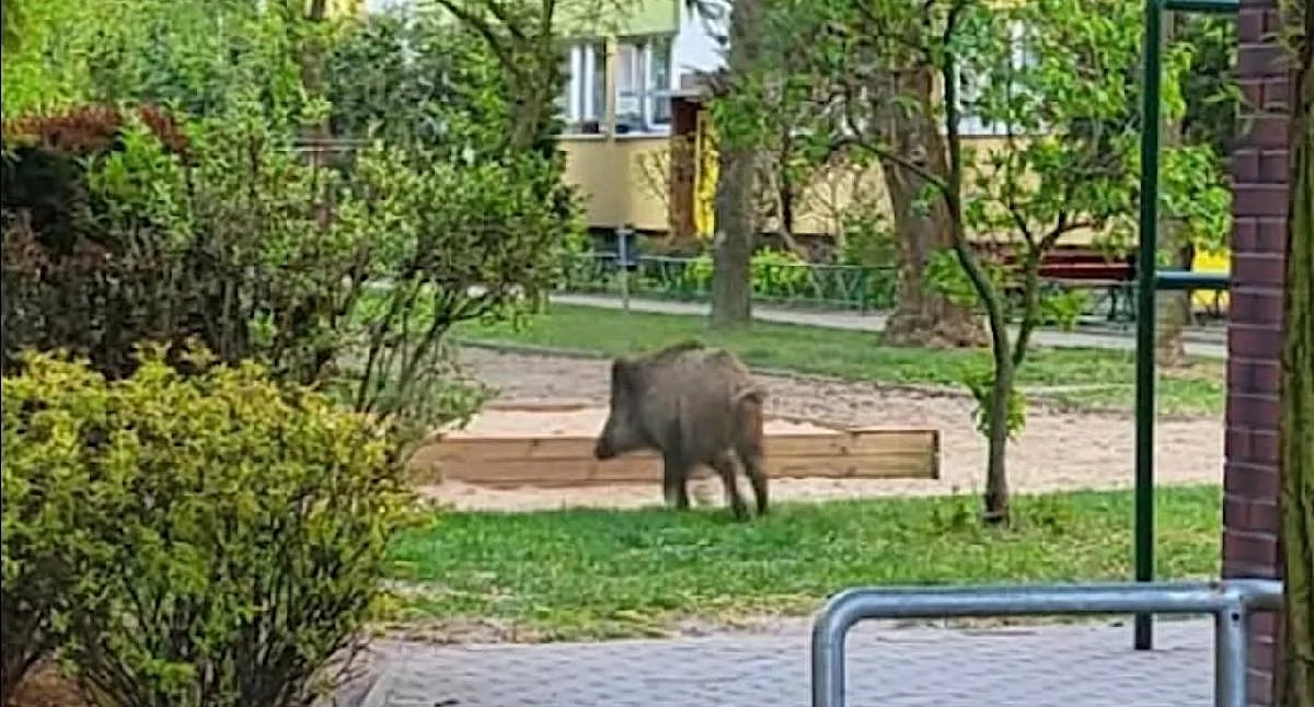 Atrakcje-Ciekawostki-Rekreacja, Dziki między blokami Koninie Mieszkańcy alarmują zagrożeniu - zdjęcie, fotografia