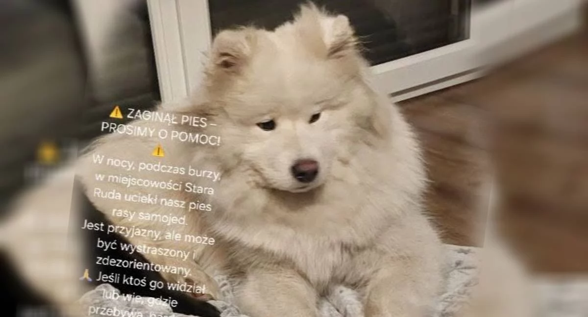 Komunikaty, Zaginął samojed Starej Uciekł podczas nocnej burzy właściciele proszą pomoc - zdjęcie, fotografia