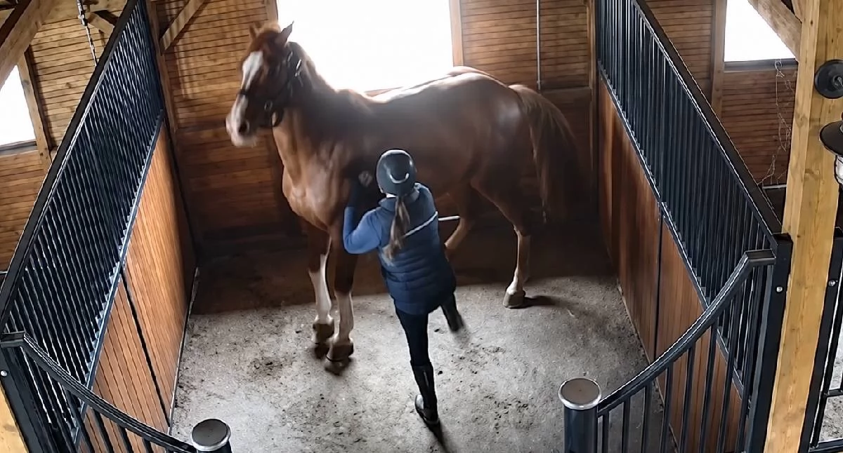 Kronika kryminalna, Wstrząsające nagranie stajni Ślesinie Kobieta kopie konia uderza batem - zdjęcie, fotografia