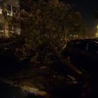 drzewo na samochodzie Wyszyńskiego
