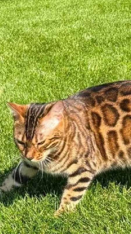 Zaginęła kotka bengalska Kiara z Adamowa. Rodzina prosi o pomoc i wyznaczyła nagrodę