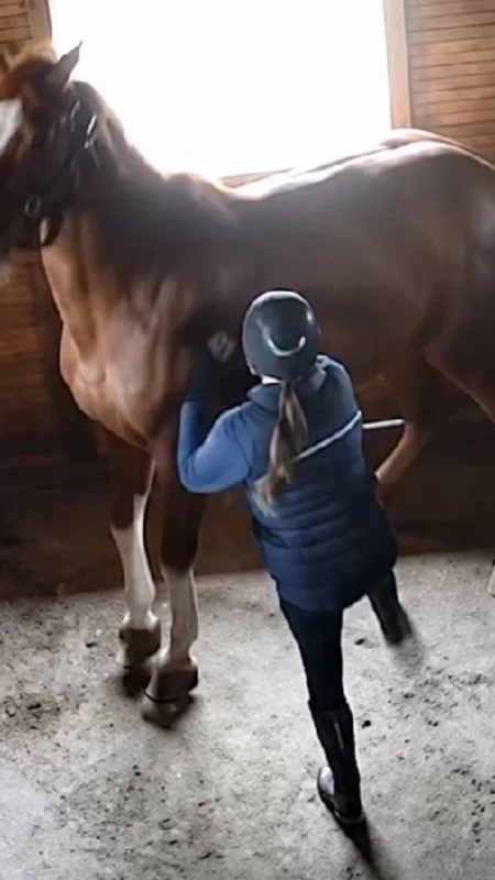 Wstrząsające nagranie ze stajni w Ślesinie. Kobieta kopie konia i uderza go batem