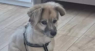 Frania z Konina szuka nowego domu. Pilny apel o pomoc dla 8-letniej suczki