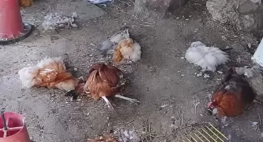 Tragedia w OSP Kłodawa. Drapieżnik zabił niemal wszystkie zwierzęta, strażacy proszą o pomoc