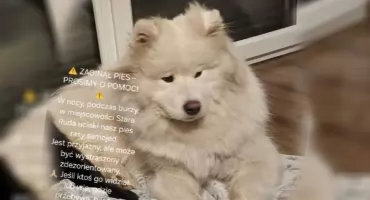 Zaginął samojed ze Starej Rudy. Uciekł podczas nocnej burzy, właściciele proszą o pomoc